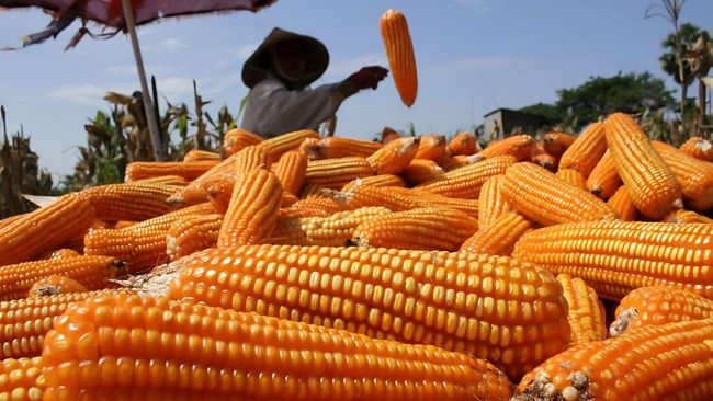 Komoditi Jagung Melemah di Juli, Capai US$4,5 Per Gantang