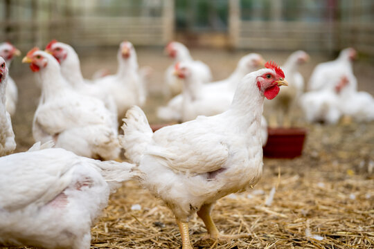 Harga Daging Ayam Menguat, Permintaan Domestik Mulai Pulih